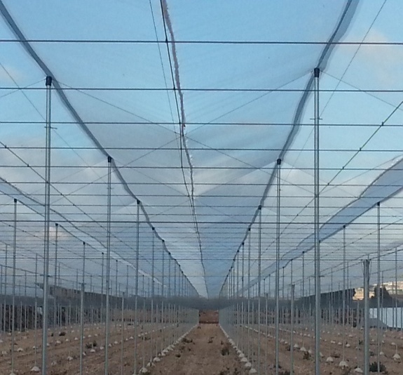 Plantación del sistema Tangerine Carretero Espalier